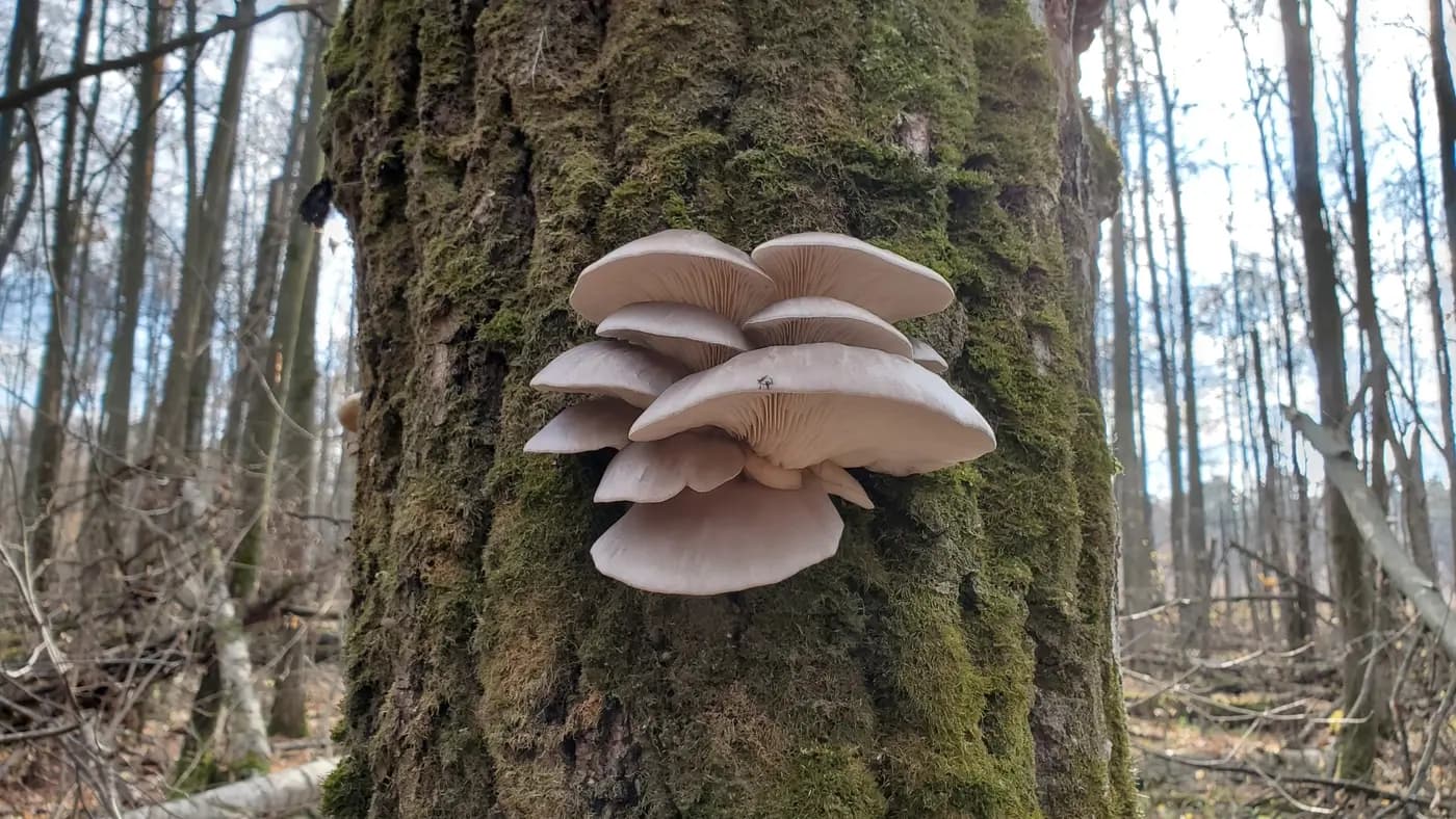 Blue Oyster mushroom