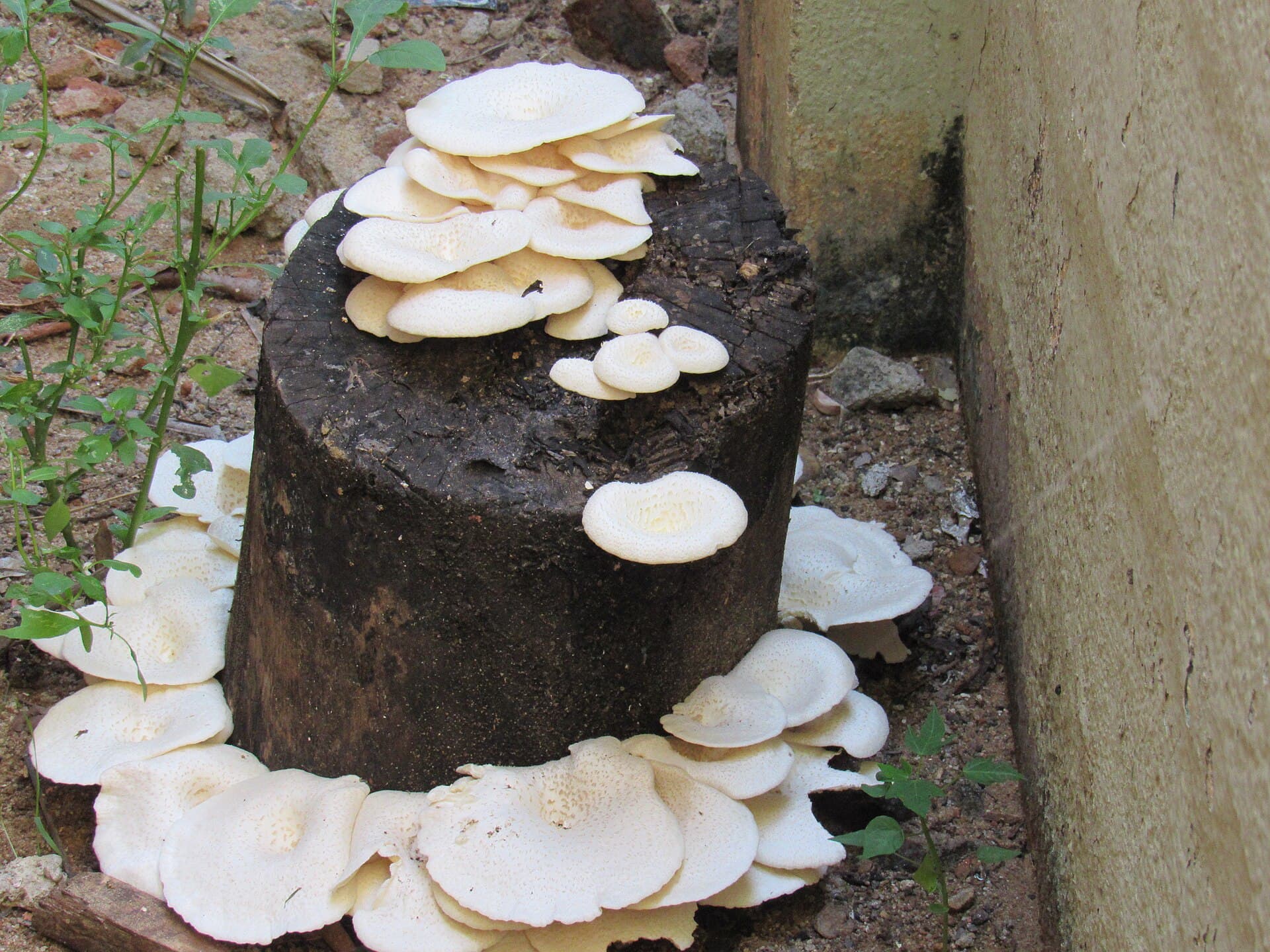 Fresh Oyster Mushroom Mix reference